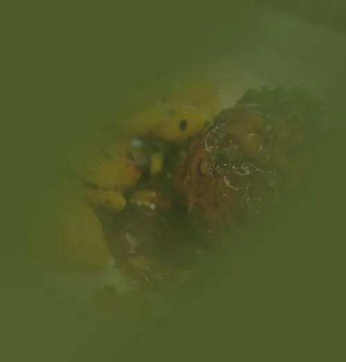 Das Waldtraut Gut essen in Oberursel Hacksteak vom Wild